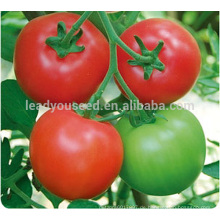 T10 JP Nr.8 Stärker TYLCV-resistente Hybrid-Tomatensamen aus China